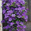 Bloomique - Clematis The President - Waldrebe - Lila - Produktbild-Vorschau 1