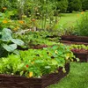 A raised garden bed filled with various vegetables and flowers. Produktbild-Vorschau