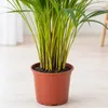 Goldfruchtpalme - pflegeleichte Zimmerpflanze, Areca Dypsis Produktbild-Vorschau 6