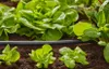 GARDENA Tubo per irrigazione a goccia - Diametro 13 mm - 50 Anteprima dell’immagine prodotto 7