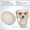 Jago® Menschliches Anatomie Skelett 181.5 cm - inkl. Produktbild-Vorschau 18
