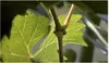 10x Vitis vinifera riesen rote Trauben Obst Pflanzen - Produktbild-Vorschau 7