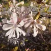 Magnolia Stellata Rosea 2L Podgląd zdjęcia produktu 4
