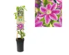 Plamének velkokvětý FloraSelf Clematis hybrid 'Dr. Ruppel' Náhled obrázku produktu 2