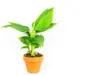 Gardners Musa Tropicana, priemer 6 cm Náhľad obrázku produktu 1