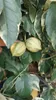 Sunny Tree – drzewko cytrynowe Tiger Lemon, ozdobne drzewko Podgląd zdjęcia produktu 2