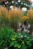Calamagrostis acutiflora 'Karl Foerster' | 12 pezzi - Anteprima dell’immagine prodotto 5