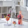 Anatomy models of the human body are displayed on a white table in a bright room. Náhled obrázku produktu