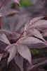 Acer palm. 'Skeeter's Broom' - Japanischer Fächerahorn 50- Produktbild-Vorschau 3