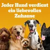 Pedigree Leckerbissen Junior – Kleine Hundesnacks für Produktbild-Vorschau 5