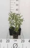 6 x Salvia uliginosa 'African Skies' - hvězdicový mech - Náhled obrázku produktu 2