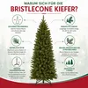 Triumph Tree Arbre de Noël artificiel Bristlecone Fir - Voir les images du produit 7