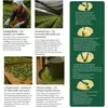 Yozi Yabukita Single Cultivar Ceremonial Japanisches Matcha Produktbild-Vorschau 10