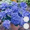Bloomique - Lot de 3 - Hydrangea Macrophylla Early Blue - Voir les images du produit 2