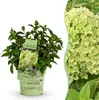 Hydrangea panniculata Groundbreaker Greeny - Plum Hydrangea Voir les images du produit 1