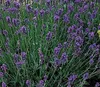 Lavandula ang. 'Munstead' - Levandule - Kontejner 3 litry Náhled obrázku produktu 3