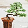 Bonsai Tekuté Hnojivo 1 L – 2-1-8 NPK – Pro Bonsai & Náhled obrázku produktu 8