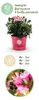 Zwerg-Rhododendron - Rhododendron Bloombux Magenta - Produktbild-Vorschau 4