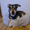 Lit en peluche pour chien, chat et lapin - gris Voir les images du produit 35