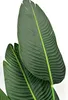 DIXIE STORE Strelitzia - Plante artificielle, fleurs Voir les images du produit 5