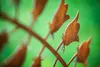 Gartenstecker Glockenblume aus Edelrost Metall Rost Produktbild-Vorschau 4