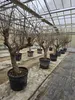 Granatapfelbaum 200 - 220 cm, punica granatum, Mollar de Produktbild-Vorschau 2
