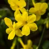 Bloomique - Lot de 2 - Jasminum Nudiflorum - Jasmin d'hiver Voir les images du produit 3