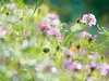 Calvendo Sommerwiese im Sommerlicht 1000 Teile Puzzle quer Produktbild-Vorschau 2
