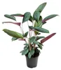 Ctenanthe Setosa - 50-60cm - Ø17cm - Plante d'intérieur - Voir les images du produit 1