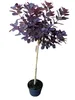 Cotinus coggygria ‘Royal Purple’ - Stamm 110-120 cm – Produktbild-Vorschau 1
