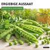 Markerbsen Bördi Samen - Pisum sativum - Erbsensamen - Produktbild-Vorschau 6