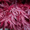 Acer palmatum "Skeeters Broom" - acero giapponese a foglia Anteprima dell’immagine prodotto 4