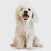 RAGI Tosatrice Silenziosa per Cani e Gatti Senza Fili Anteprima dell’immagine prodotto 5