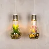 2er Set Sukkulenten Glühbirne Glas je B x H 8 x 19cm Deko Produktbild-Vorschau 4
