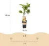 Green boutiQ - Obst Pflanze - Actinidia deliciosa Golden Produktbild-Vorschau 4