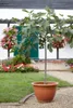 Bloomique - 2er-Set - Ficus Carica Brown Turkey - Produktbild-Vorschau 3