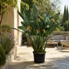 Strelitzia reginae, známa ako rastlina paradízového vtáka, Náhľad obrázku produktu 3