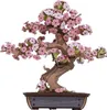RoboTime 3D Holzpuzzle Bonsai sakura Produktbild-Vorschau 1