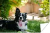 MuchoWow® Poster Hund - Gras - Tiere 120x80 cm - Bilder Produktbild-Vorschau 1