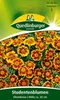 Artikelbild 2 von 'Studentenblume Ehrenkreuz' aus der Kategorie Studentenblumensamen Produktbild-Vorschau