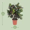 Croton Magnificent - Codiaeum Magnificent - pokojová Náhled obrázku produktu 2