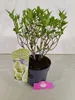 Hydrangea paniculata 'Skyfall', Rispenhortensie, 3 Liter Anteprima dell’immagine prodotto 5