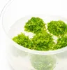 Eco Plant Riccia Fluitans - In-vitro-Pflanze Setzling Eco Produktbild-Vorschau 5