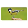 MuchoWow® Schreibtischunterlage Vogel - Kohlmeise - Tiere - Produktbild-Vorschau 1
