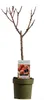 Pfirsichbaum 100-125 cm Prunus persica Zwergpfirsich Produktbild-Vorschau 2