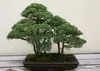 SAFLAX - Bonsai - Chiński Jałowiec - 30 Nasiona - Juniperus Podgląd zdjęcia produktu 6
