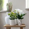 Kolibri Greens | Groene Pflanze - Sukkulente Crassula Ovata Produktbild-Vorschau 10