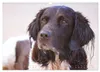 Faszination Jagdhund - Kleiner Münsterländer (Wandkalender Produktbild-Vorschau 4