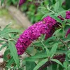 Sommerflieder Buddleja davidii Schmetterlingsstrauch im P9 Produktbild-Vorschau 2