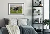 MuchoWow® MuchoWow® Gerahmtes Poster Kühe - Tags - Gras Produktbild-Vorschau 2